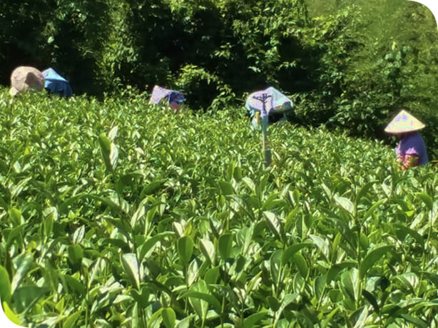 中興製茶廠參與茶葉生產製造三十餘年以及農業改良場相關課程